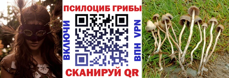 Псилоцибиновые грибы GOLDEN TEACHER  Берёзовка 
